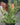Jade afra (Elephant Bush)