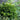 Chamaecyparis obtusa Jade Waves® (Fernspray False Cypress)
