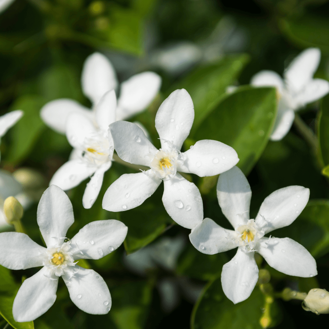 Jasmine Bush 