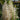 Jet Streams™ (Dwarf Pampas Grass)