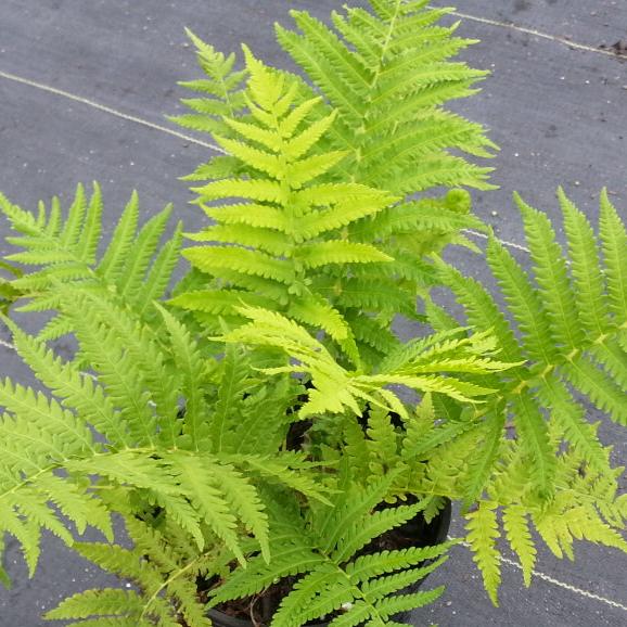 Jumbo Ostrich Fern 'The King'