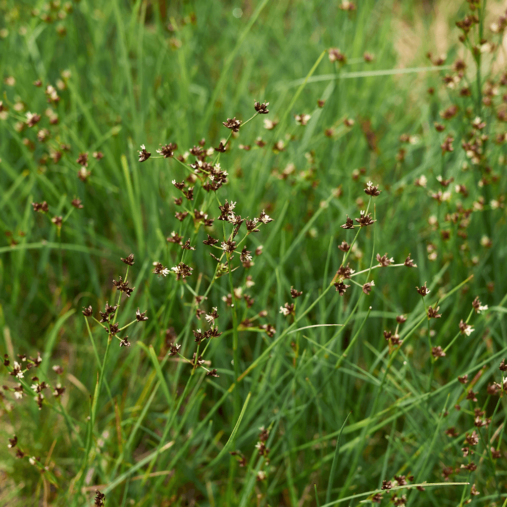 Juncus