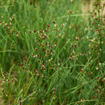 Juncus