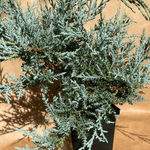 Juniper Angelica Blue