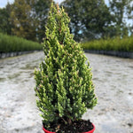 'Blue Point' Juniper