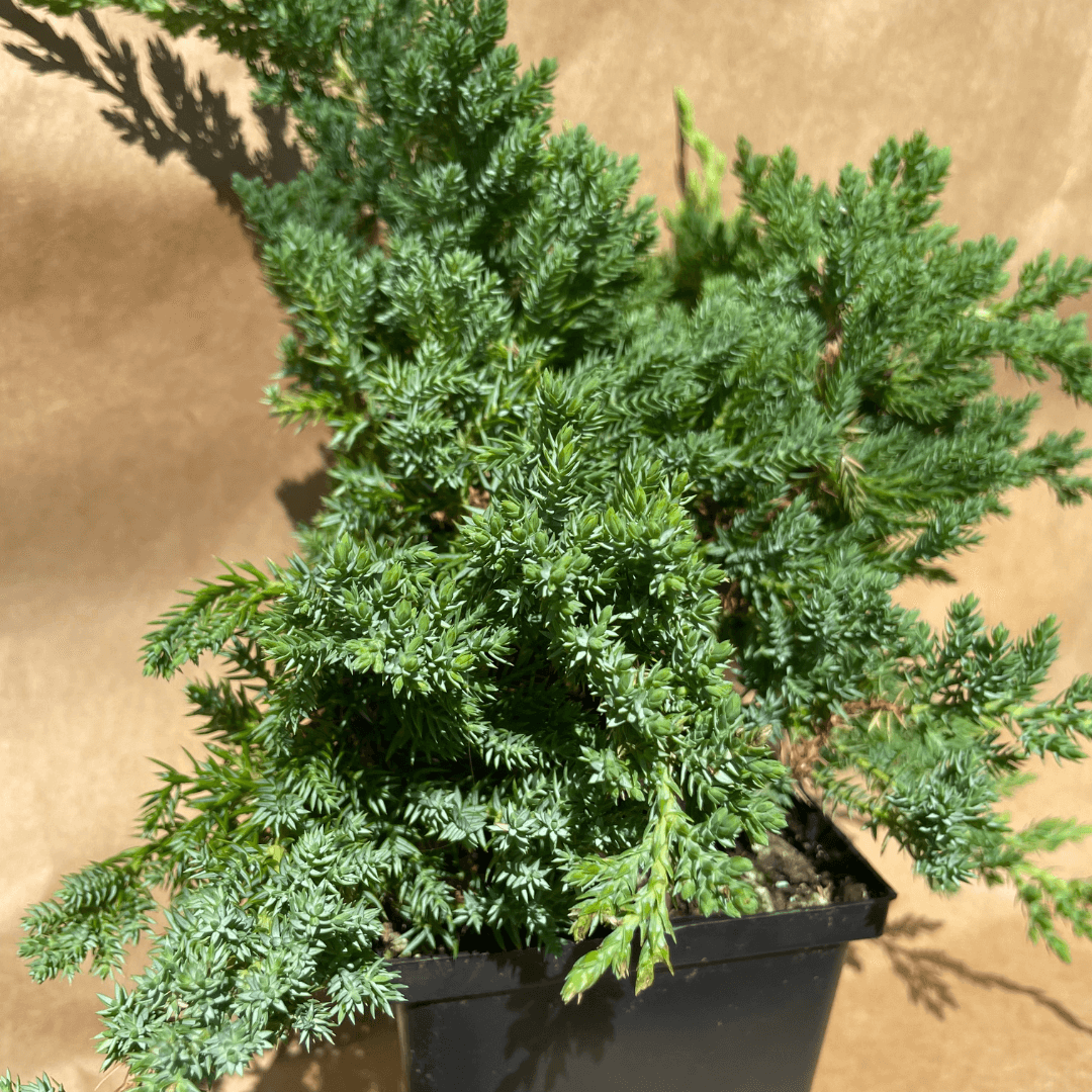 Juniper procumbens 'Nana'