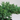 Juniper Procumbens 'Pro Nana'