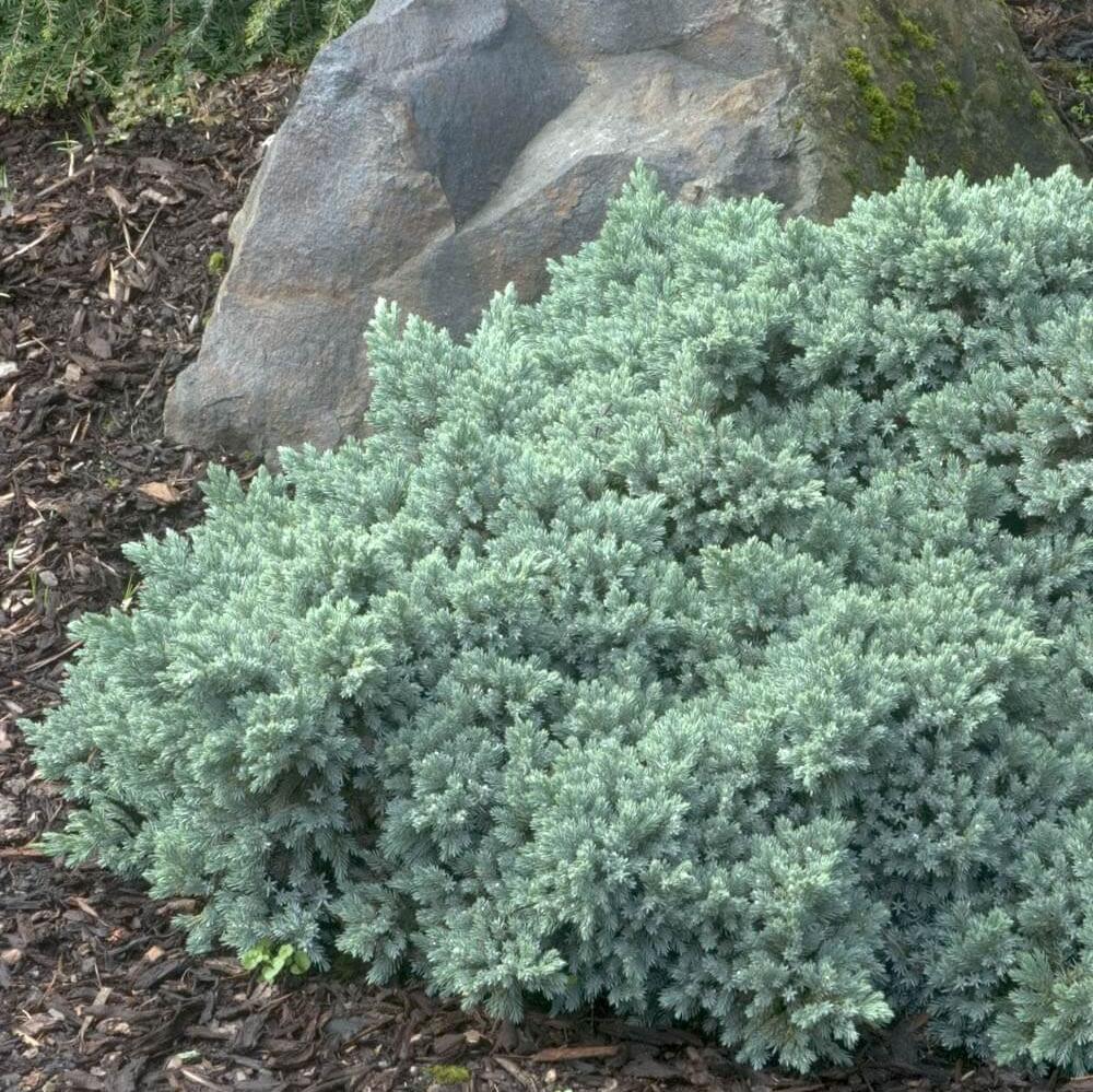 Juniper 'Blue Star'