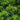 Juniper Chinensis Sea Green