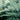 Juniper Conferta | Blue Pacific EMMS