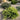 Juniper Procumbens | Pro Nana 2