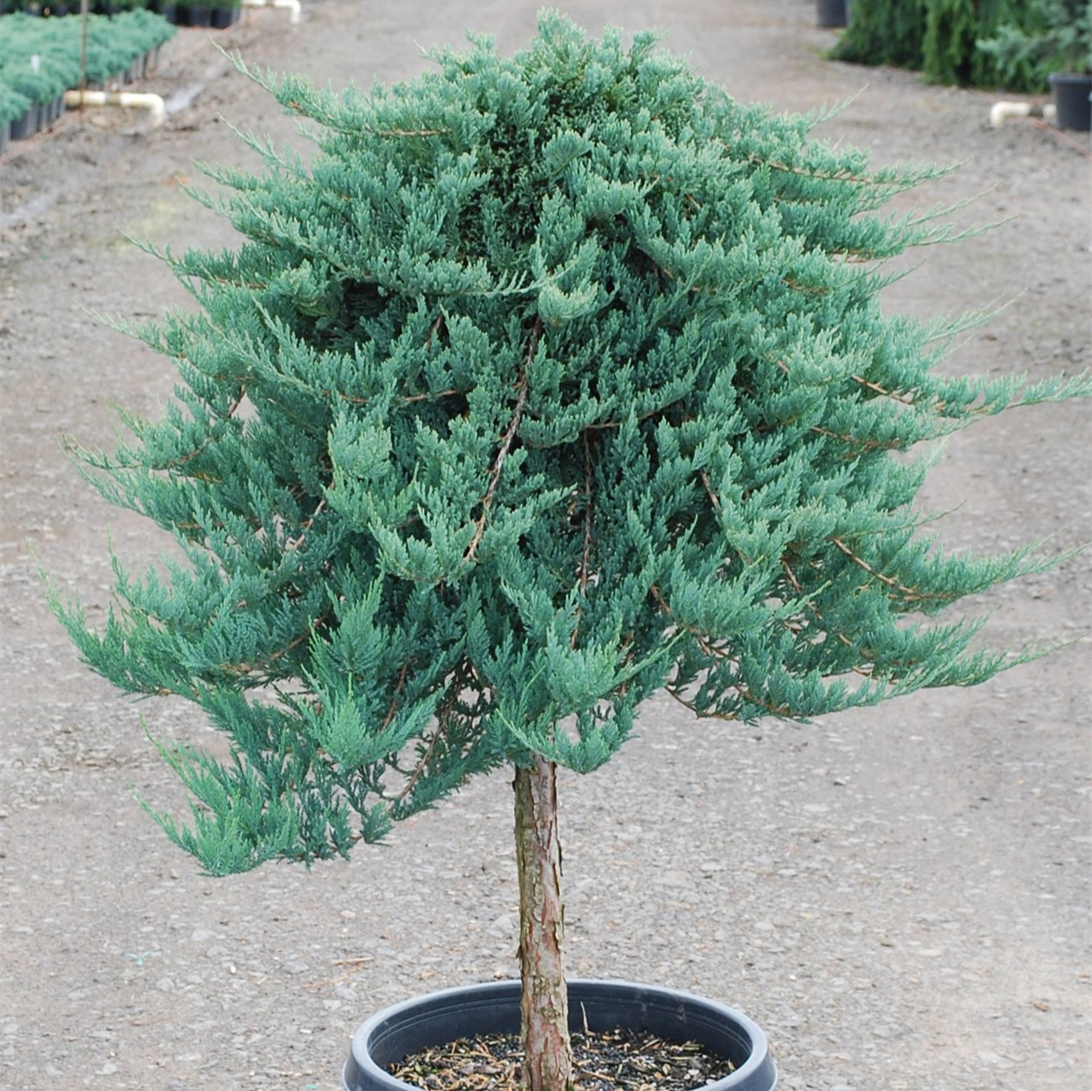 Blue Rug Juniper