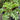 Kale-Siber Frill