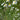 Chamomile (Organic)