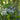 Hart’s “Willowleaf Bluestar” (Amsonia) 