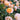 Rosa Flower Carpet® 'Amber' (Groundcover Rose)