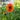 OG's "Prince of Orange" Poppy