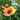  OG's "Prince of Orange" Poppy