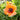 OG's "Prince of Orange" Poppy