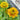 rudbeckia Solar Sisters™ “Full Court Sun” (Annual Black-Eyed Susan)
