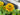 rudbeckia Solar Sisters™ “Full Court Sun” (Annual Black-Eyed Susan)