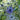 Bronson's 'Big Blue' (Thistle)