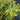 Leucothoe 'Paisley Pup®' (Doghobble) OVD
