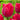 Tulip Darwin Hybrid 'Lady Van Eijk' Bulbs