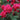 Landscape Rose Flower Carpet® 'Fragrant Lipstick' 