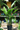 Bird of Paradise (White)