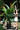 Bird of Paradise (White) Height Reference