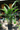 Bird of Paradise (White)
