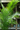 Majesty Palm Close Up