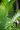 Majesty Palm Close Up