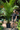 Majesty Palm Height Reference