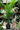 Majesty Palm Height Reference