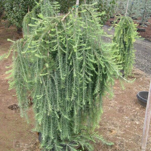 Larix decidua 'Pendula'