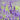 Lavandula Angustifolia (English Lavender)