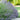 Lavender 'Munstead'