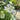 Leucanthemum 'Becky' (Shasta Daisy) 