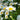 Leucanthemum 'Becky' (Shasta Daisy) 