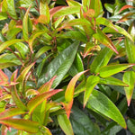 Laucothoe Scarletta Zeblid