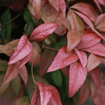 Leucothoe 'Scarletta'