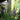 Liatris 'Alba' (Gayfeather)