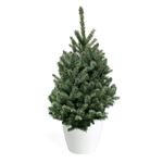 3' Living Baby Blue Spruce Christmas Tree