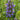 Lobelia siphilitica (Blue Cardinal Flower