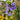 Lobelia siphilitica (Blue Cardinal Flower)