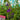 Lobelia Starship™ Blue Starship™ (Blue cardinal flower)
