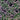 Lobularia