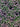 Lobularia